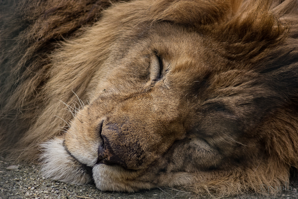 sleeping lion