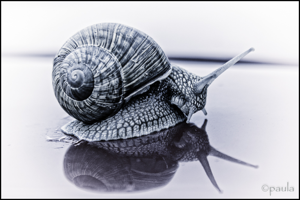 home_snail