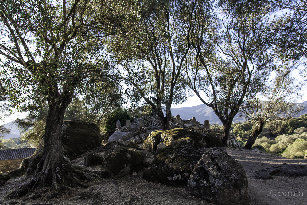 Menhirs in olive grove, Filitosa